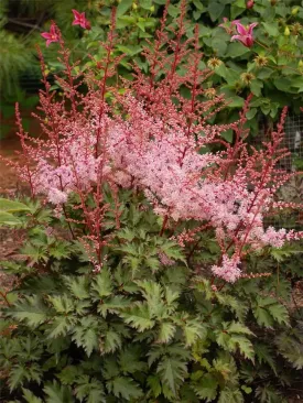 Astilbe 'Delft Lace' 2g