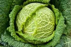 Cabbage - Savoy Chieftan (Seeds)